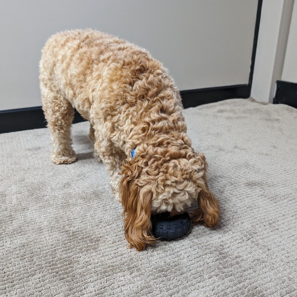 All For Paws Mighty Rex Mighty Wheel - Image 6